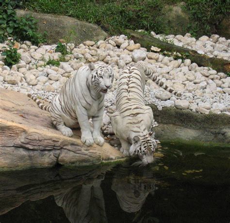 Le Bangladesh protège ses tigres | Blog Archipel des Sciences