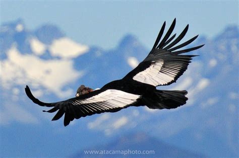 le condor des andes photos – Recherche Google | Andean condor, Pet ...
