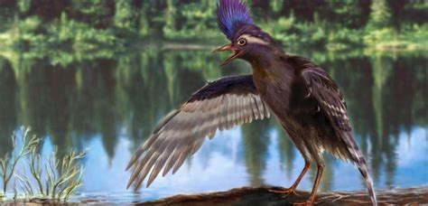 Le plus ancien ancêtre des oiseaux   Sciences et Avenir