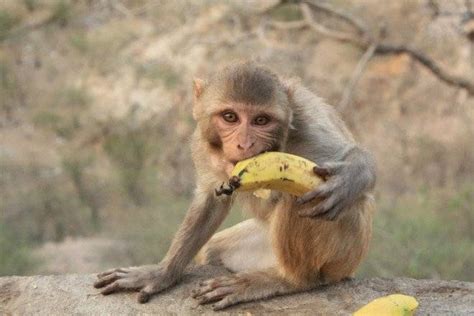 Le prohíben a los monos comer bananas   VeoVerde | Nueva Mujer