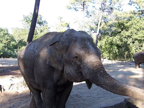 Le Zoo de La Palmyre   Tourisme en Charente Maritime ...