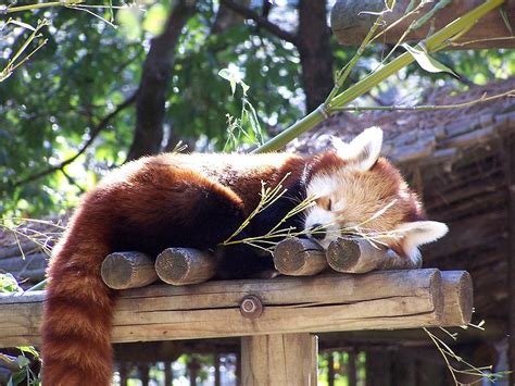 Le Zoo de La Palmyre   Tourisme en Charente Maritime ...