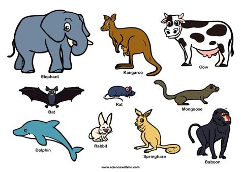 Learn about Mammals | Science for Kids