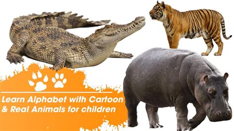 Learn Alphabet with Cartoon & Real Animals for children ...