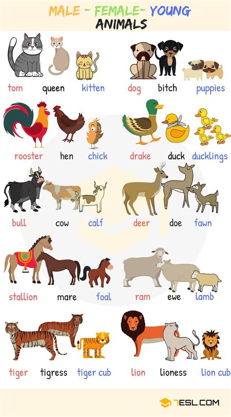 Learn Animals Vocabulary in English   ESLBuzz Learning English