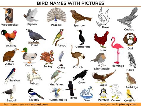 Learn Bird Names with Pictures   List of Birds in English