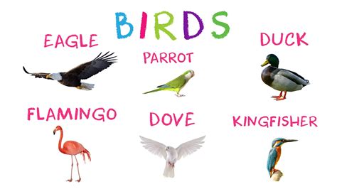 Learn Birds for Children | Bird Names for Children   YouTube