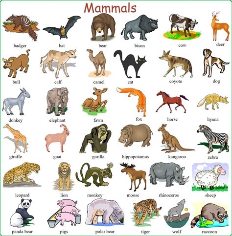 Learn English Vocabulary through Pictures: 100+ Animal ...