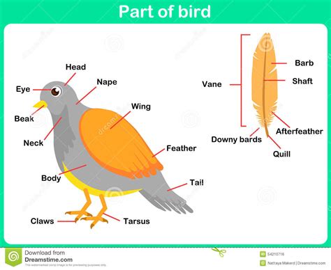 Learning Parts Of Bird For Kids   Worksheet Stock Vector ...