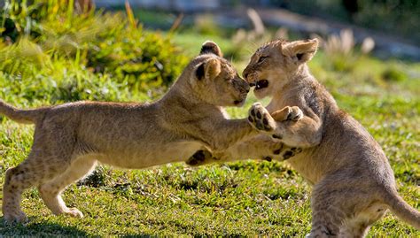 Learning to be lions | San Diego Zoo Kids