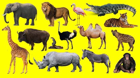 Learning Wild Animals Names and Sounds for kids in English ...