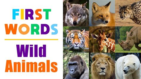 Learning Wild Animals Names for Children   First Words for Toddlers ...