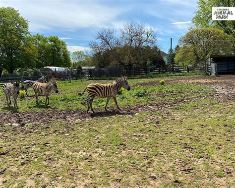 Leesburg Animal Park Transforms Into Drive Through Zoo   Fairfax Family Fun