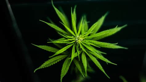 Legalizar las plantas, combatir las drogas — Contralínea