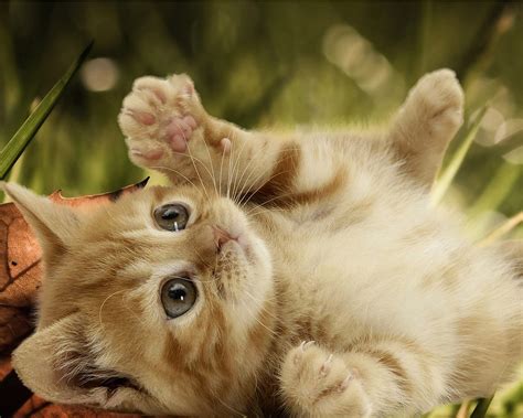 leidy cevallos: fotos de gatitos bebes :