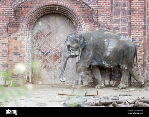 Leipzig, Germany. 09th Jan, 2020. The pregnant lady elephant Rani walks ...