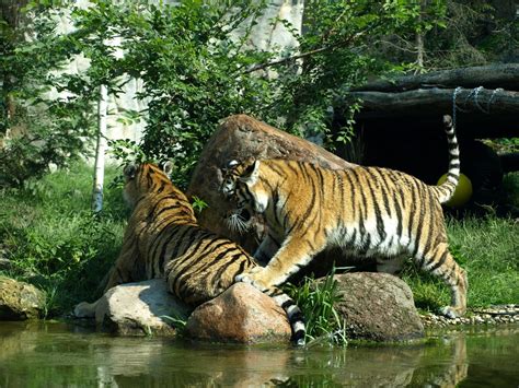 Leipzig Zoo   Amur tigers   ZooChat