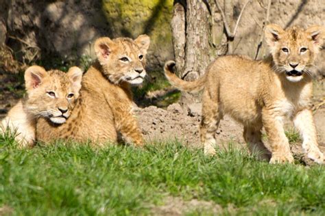 Leipziger Zoo im Ausnahmezustand: So geht es den Löwenjungen in der ...