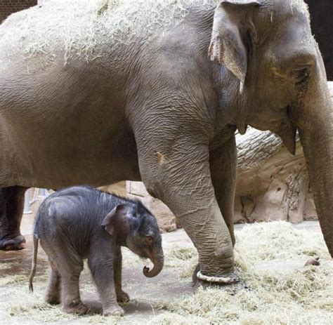Leipziger Zoo in Sorge um Elefantennachwuchs   WELT
