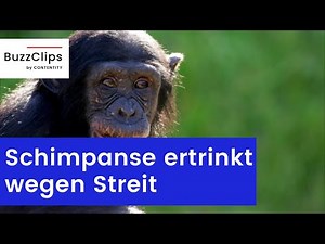 Leipziger Zoo: Schimpanse ertrinkt wegen Streit mit Artgenossen