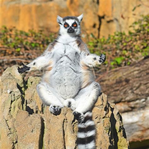 Lémur de cola anillada   BIOPARC Valencia