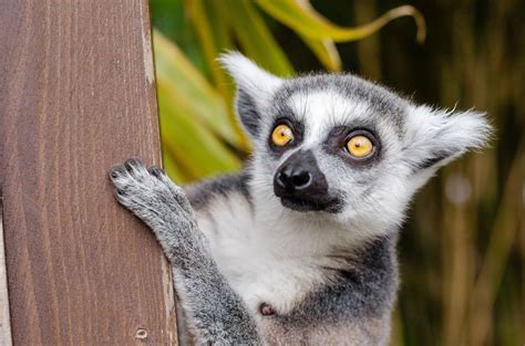 Lemur de cola anillada: características, hábitat, y mas