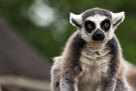 Lemur de Madagascar está en peligro de extinción ...