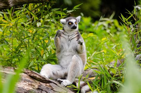 Lemur   Imagenes del maravilloso primate de ojos llamativos