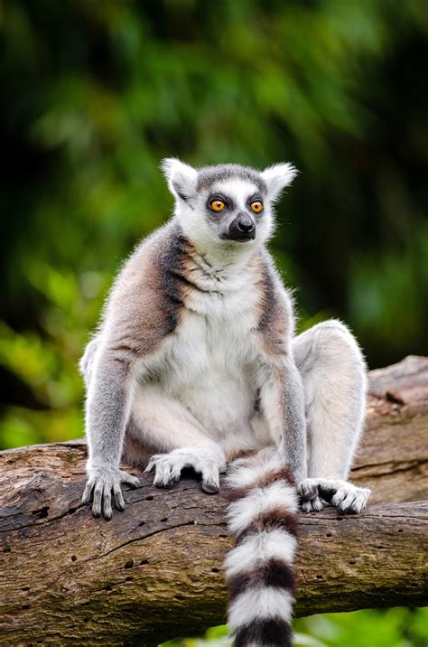 Lemur   Imagenes del maravilloso primate de ojos llamativos