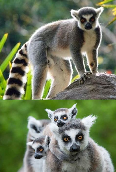 Lémur 【 Los Mejores Saltadores de Madagascar 】? Animalesis