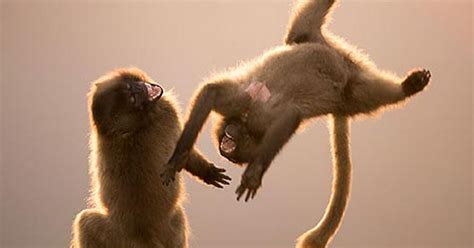 Lemurs dance the funky monkey in Madagascar   Mirror Online