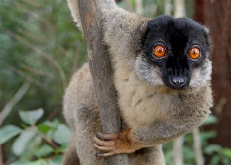 Lemurs of Madagascar—an endangered biodiversity treasure – The ...