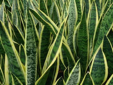 Lengua de suegra planta | Sansevieria plant, Plants ...