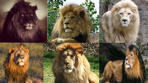 Leones del mundo   10 Razas de leones   El león   El ...