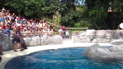 Leones marinos jugando con el plato en el Zoo Aquarium de Madrid   YouTube