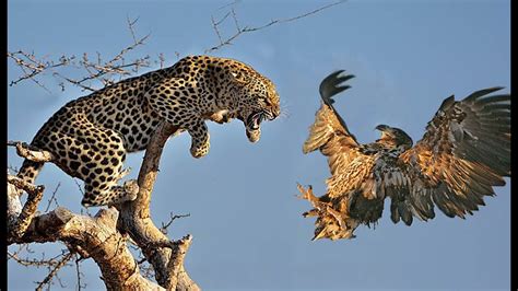 Leopard Hunting Bird In Tree.   YouTube