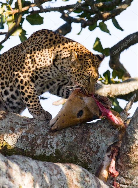 Leopardo comiendo carne de animal muerto — Fotos de Stock ...