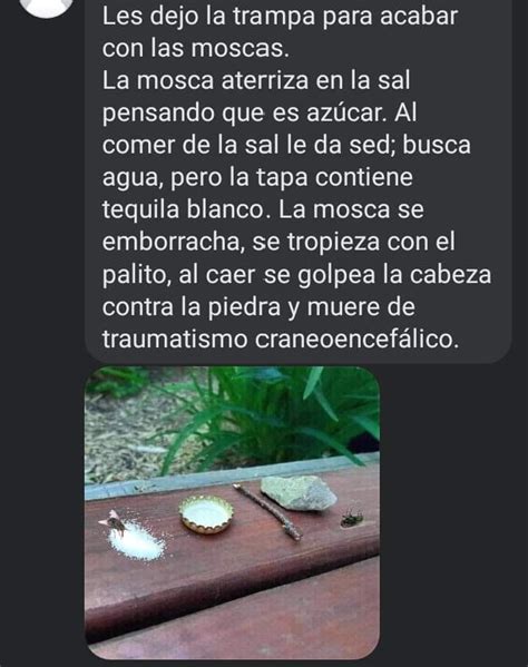 Les dejo la trampa para acabar con las moscas. La mosca aterriza en la ...