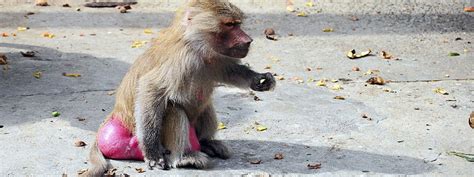 Les différentes espèces de singe | Mon Petit Singe.fr