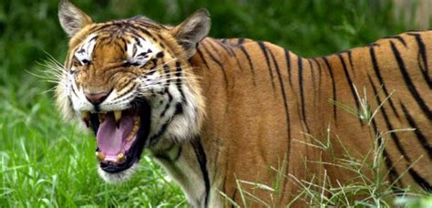 Les tigres se meurent au Bangladesh   Sciences et Avenir