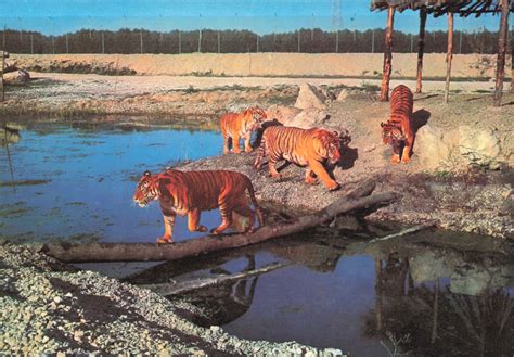 Les Zoos dans le Monde   Safari Park Vergel