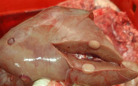 Lesiones nodulares diseminadas en una canal de porcino ...
