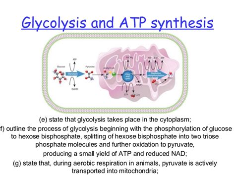 Lesson 3 glycolysis and atp synthesis