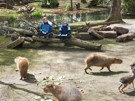 Lesung: »Alles was du wissen musst über Capybaras« im Zoo Leipzig ...