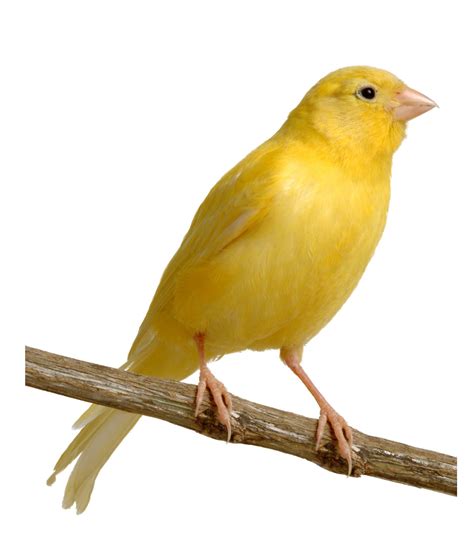 Let s Talk About Birds: Canaries | Pittsburgh Post Gazette