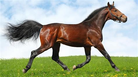 Let’s Take A Look At Some Of The Rarest Horse Breeds!