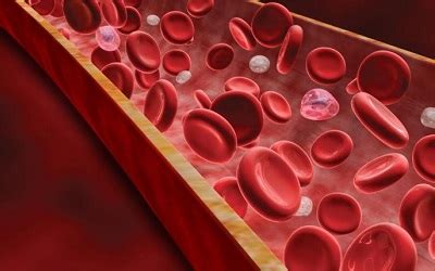 Leucocitos Bajos. Qué Significa en un Análisis de Sangre ...