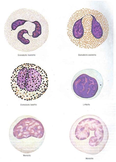 Leucocitos  glóbulos blancos : características, funciones ...