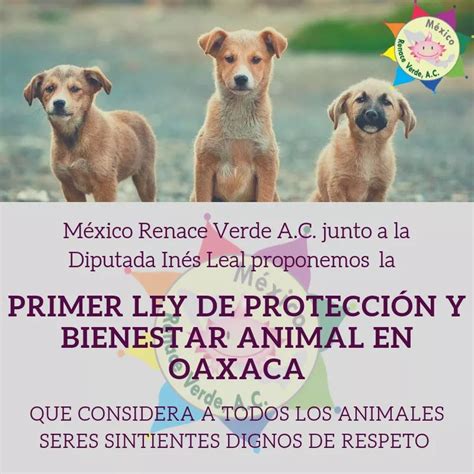 Ley De Protección Animal En México 2019
