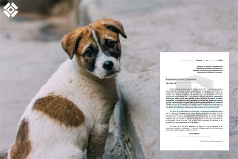 Ley de Protección y Bienestar Animal en Tlaxcala sin reglamentos ...